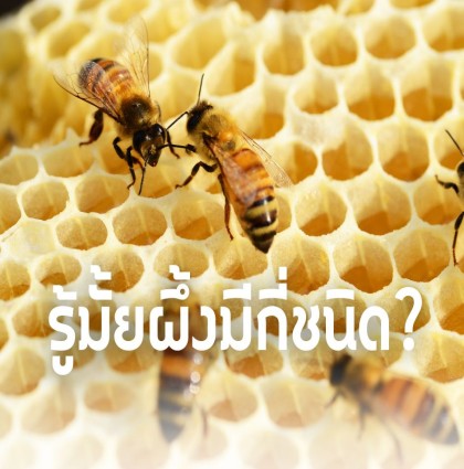 รู้มั้ยผึ้งมีกี่ชนิด?